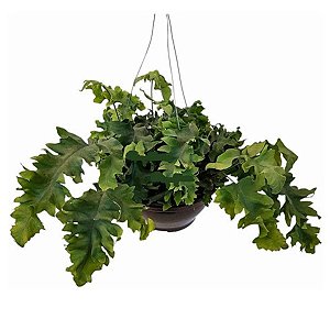 SAMAMBAIA AMAZÔNICA (Polypodium decumanum)