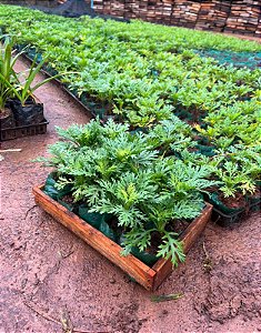 MARGARIDA BRANCA (Argyranthemum foeniculaceum) - CAIXA COM 15 MUDAS