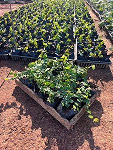 UNHA DE GATO (Ficus pumila) - CAIXA COM 15 MUDAS