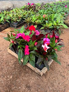 IMPATIENS (Impatiens walleriana) - CAIXA COM 15 MUDAS