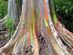 EUCALIPTO ARCO-ÍRIS (Eucalyptus deglupta)