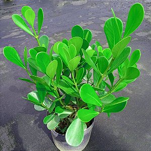CLÚSIA (Clusia fluminensis)