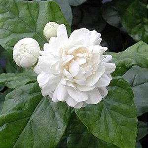JASMIM ÁRABE (Jasminum sambac) - Até 1 metro