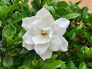 JASMIM DO CABO ou GARDÊNIA (Gardenia jasminoides) - 40 cm