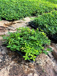 GRAMA AMENDOIM ou AMENDOIM FORRAJEIRO (Arachis repens)