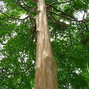 PAU MULATO (Calycophyllum spruceanum) - Muda com 60 a 80 cm