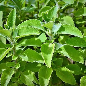BOLDO DE JARDIM (Plectranthus barbatus)