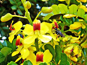 PAU BRASIL (Paubrasilia echinata)