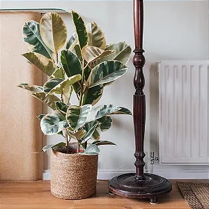 FÍCUS TINEKE (Ficus elastica 'Tineke')