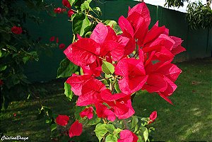 PRIMAVERA VERMELHA (Bougainvillea spp.)