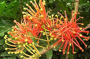 RODA DE FOGO (Combretum indicum)