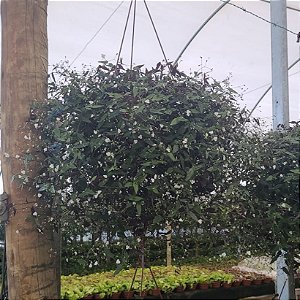 VÉU DE NOIVA (Gibasis pellucida) - C21