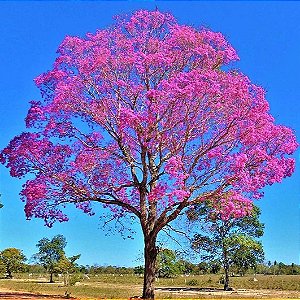 IPÊ ROSA (Handroanthus heptaphyllus) - Muda com até 1 metro