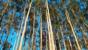 EUCALIPTO CITRIODORA (Corymbia citriodora)