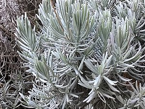 ALFAZEMA ou LAVANDA INGLESA (Lavandula angustifolia)