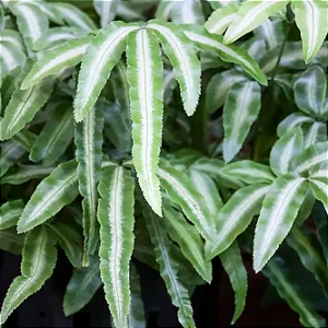 SAMAMBAIA PRATA (Pteris cretica 'Albolineata') - Pote 11