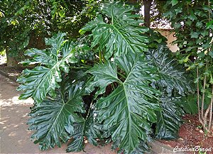 FILODENDRO ONDULADO (Thaumatophyllum undulatum) - Pote 14