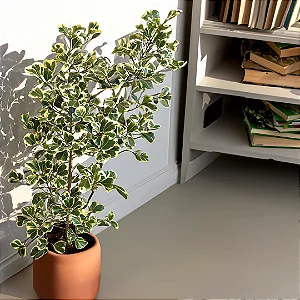 FICUS TRIANGULARIS VARIEGATA - Pote 17