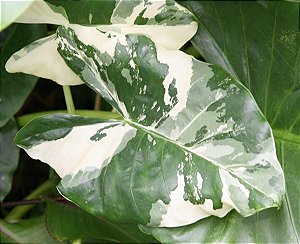 Orelha de Elefante Variegata - Até 60 cm