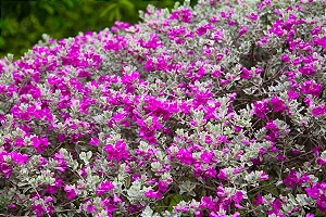 CHUVA DE PRATA (Leucophyllum frutescens)