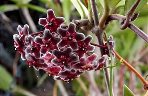 Flor de Cera Negra (Hoya carnosa black) - Cuia 21