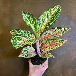 Aglaonema ‘Cocomelon’