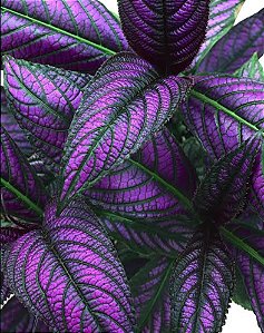 Escudo Persa (Strobilanthes dyerianus) - Muda com até 30 cm