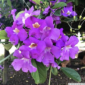 SARITÉIA (Saritaea magnifica) - Muda com até 1 metro