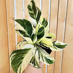 Maranta ou Calathea Yellow Fusion - Pote 17
