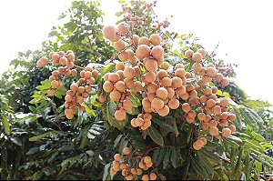 Longana (Dimocarpus longan) – Até 60 cm