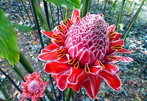 BASTÃO DO IMPERADOR (Etlingera elatior)
