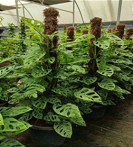 Monstera adansonii -  C21