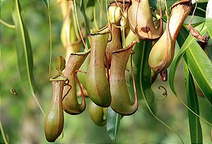 Planta Carnívora Nepenthes graciliflora - Pote 1