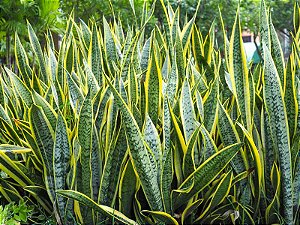 Espada de Santa Bárbara (Sansevieria trifasciata 'Laurentii')