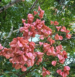 ÁRVORE DA CHINA (Koelreuteria bipinnata)