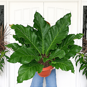 Anthurium plowmanii
