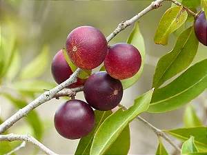 CAMU CAMU (Myrciaria dubia) - Até 1 metro