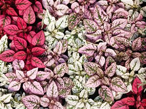 HIPOESTE "CONFETE" (Hypoestes phyllostachya)