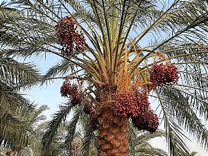 TAMAREIRA (Phoenix dactylifera) – Muda de tamara