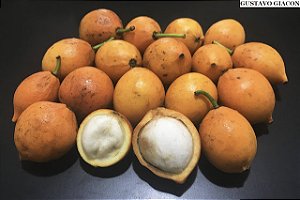 BACUPARI (Garcinia gardneriana)