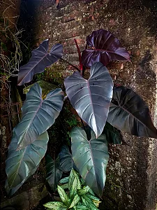 FILODENDRO RUBRO (Philodendron erubescens)
