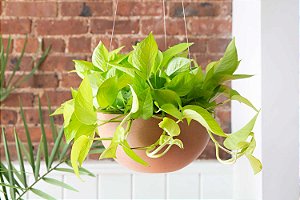 JIBÓIA NEON (Epipremnum aureum ‘Neon’)