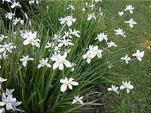MOREIA BICOLOR (Dietes bicolor) - Até 80 cm