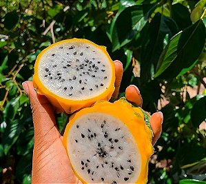 PITAYA AMARELA (Selenicereus megalanthus) - Até 50 cm