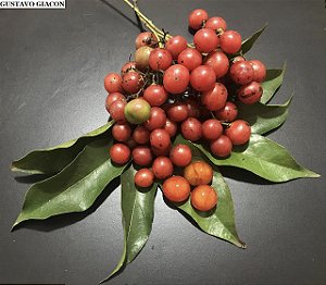 CAFÉ DE BUGRE ou PORANGABA (Cordia ecalyculata) - Muda com até 1 metro