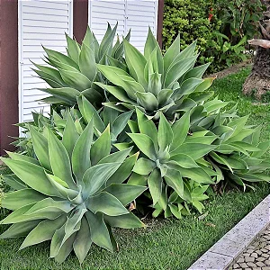 AGAVE DRAGÃO (Agave attenuata) - Até 60 cm