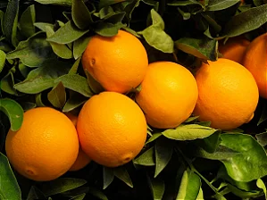 LARANJA BAHIA ((Citrus Sinensis) - Muda com até 1 metro