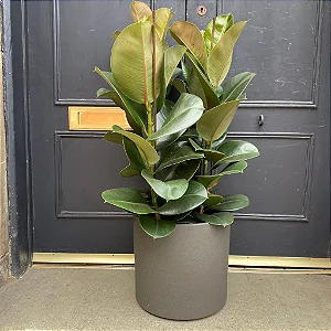 Ficus Chloe - P17