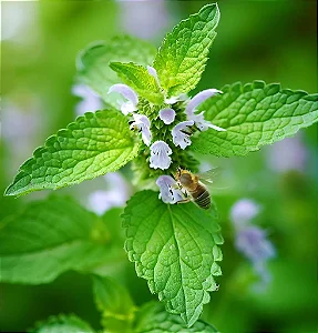 MELISSA (Melissa officinalis)