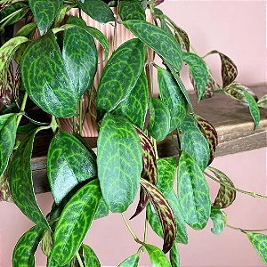 COLUMÉIA MÁRMORE (Aeschynanthus marmoratus) - C21